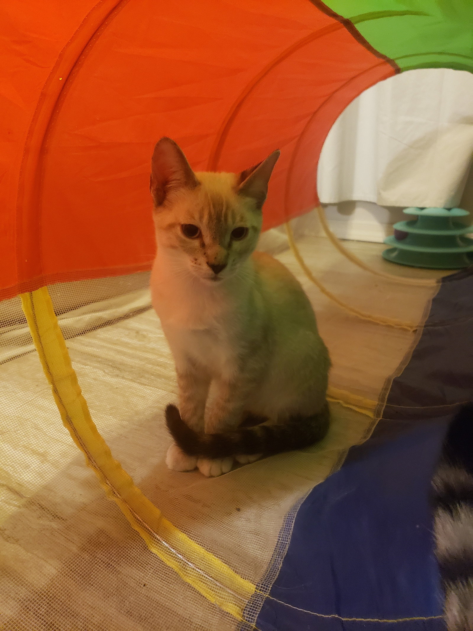 Buttercup Image