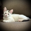 Brodie - Photo 1