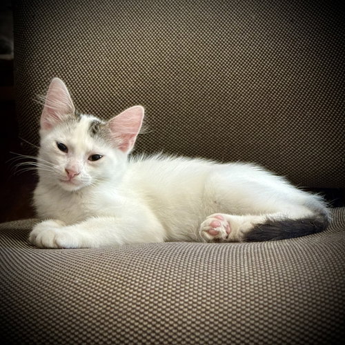 picture of the cat needing adoption