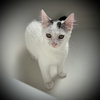 Brodie - Photo 2