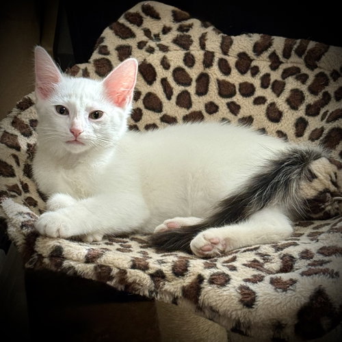 picture of the cat needing adoption