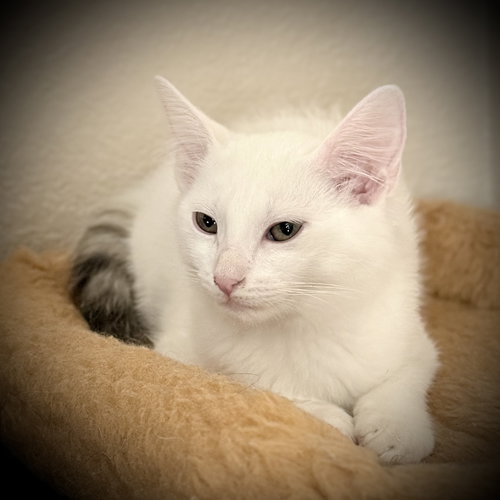 FINLEY - Domestic Short Hair available for adoption