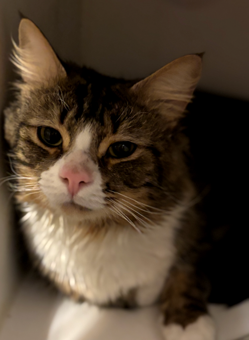 picture of the cat needing adoption