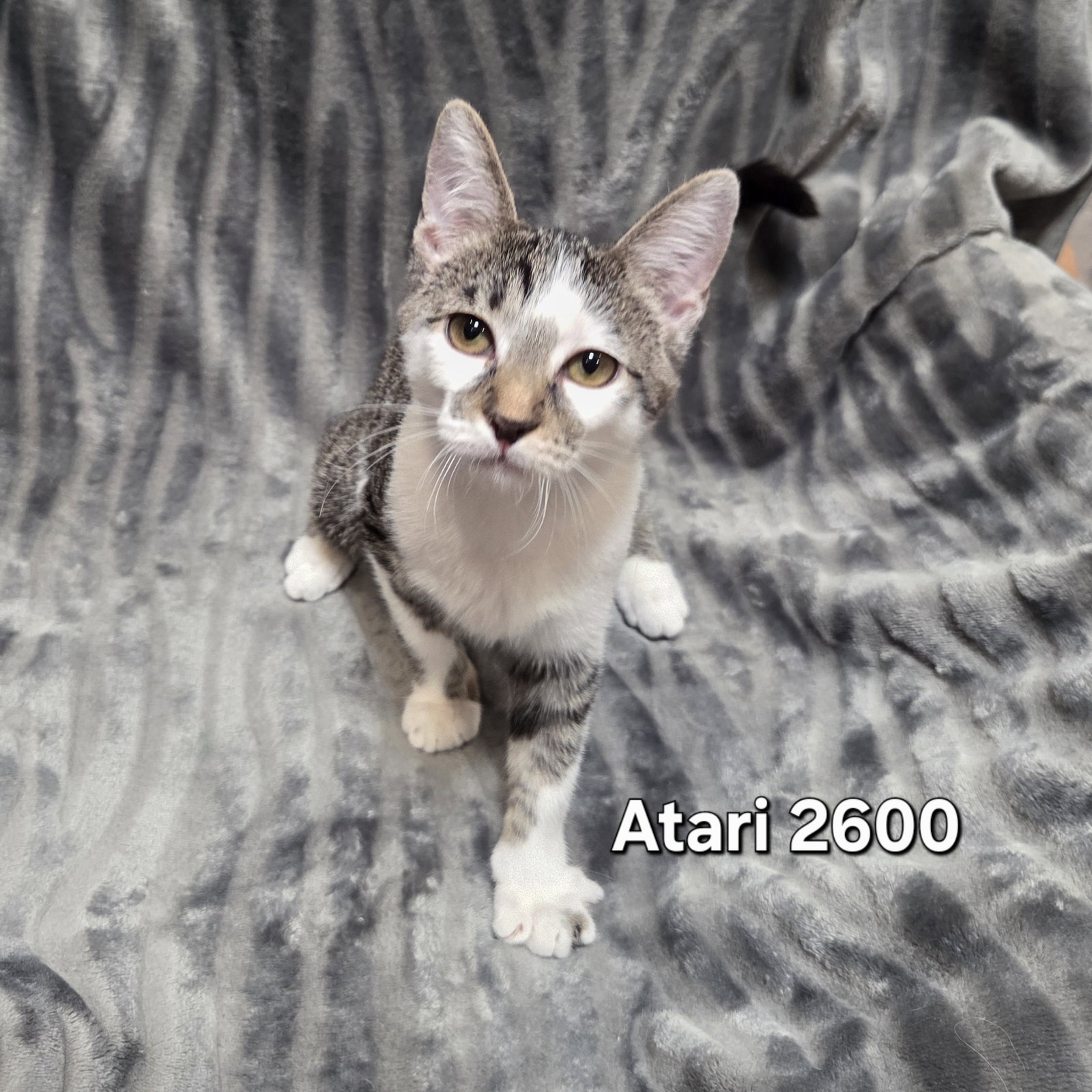Atari 2600 Image