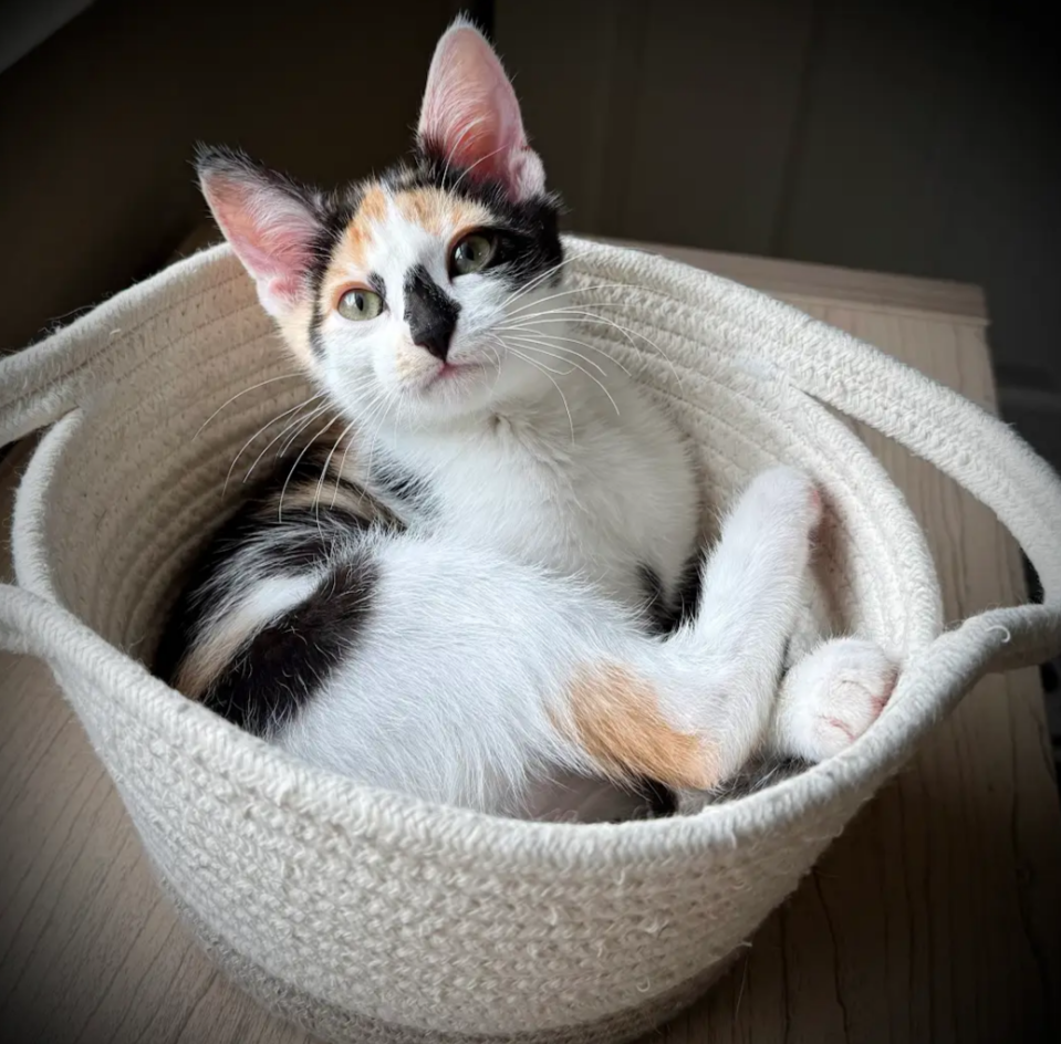 Delilah Image
