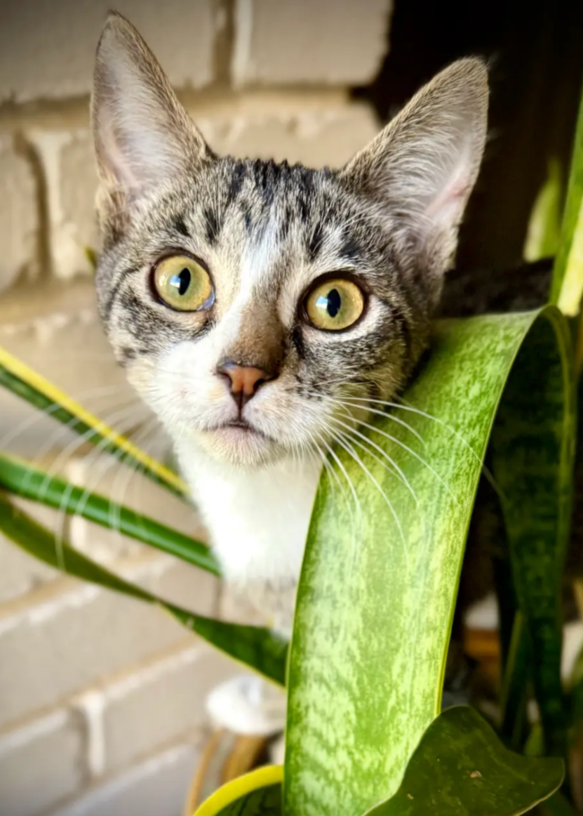 Roxanne Image