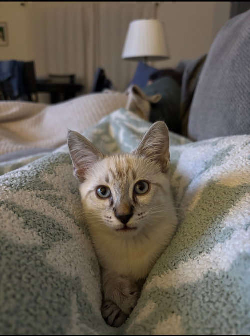 picture of the cat needing adoption