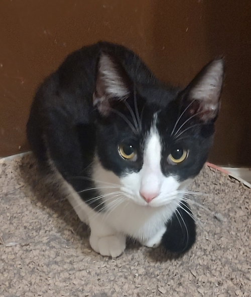 GANDALF - Domestic Short Hair available for adoption