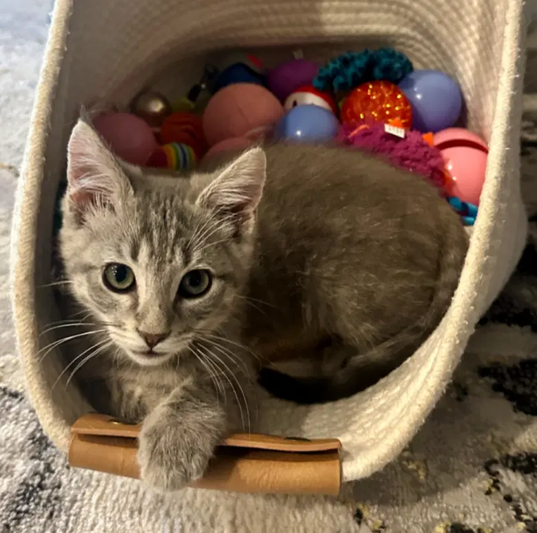 Eddie - Domestic Short Hair