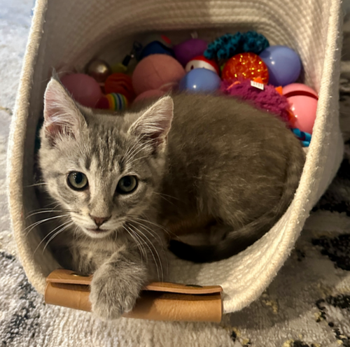 Eddie, an adoptable Domestic Short Hair in No Physical Shelter, AZ
