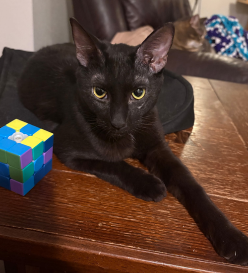 Star, an adoptable Domestic Short Hair in No Physical Shelter, AZ