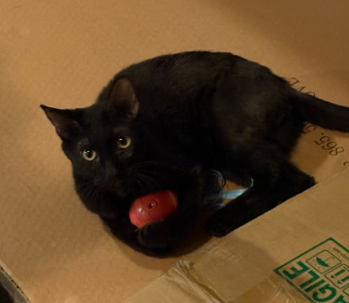 STAR - Domestic Short Hair available for adoption