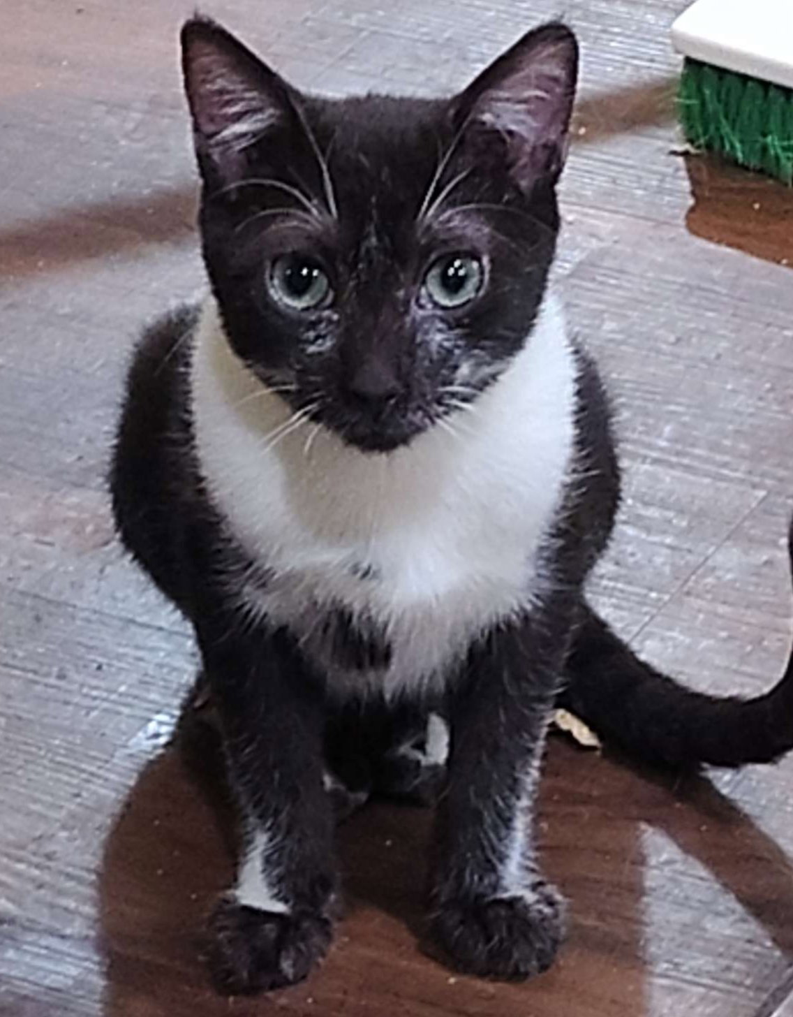 Timmy Image