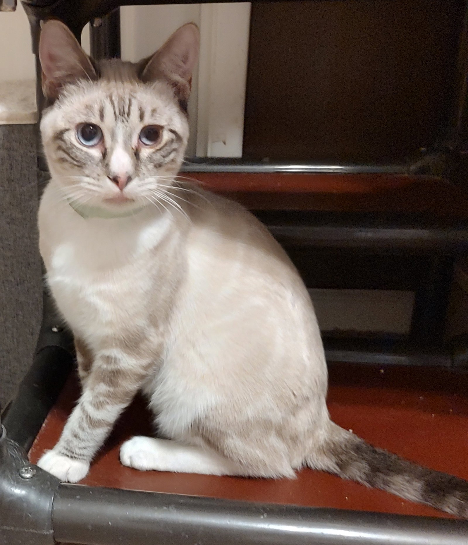 Cruz FELV+ Image