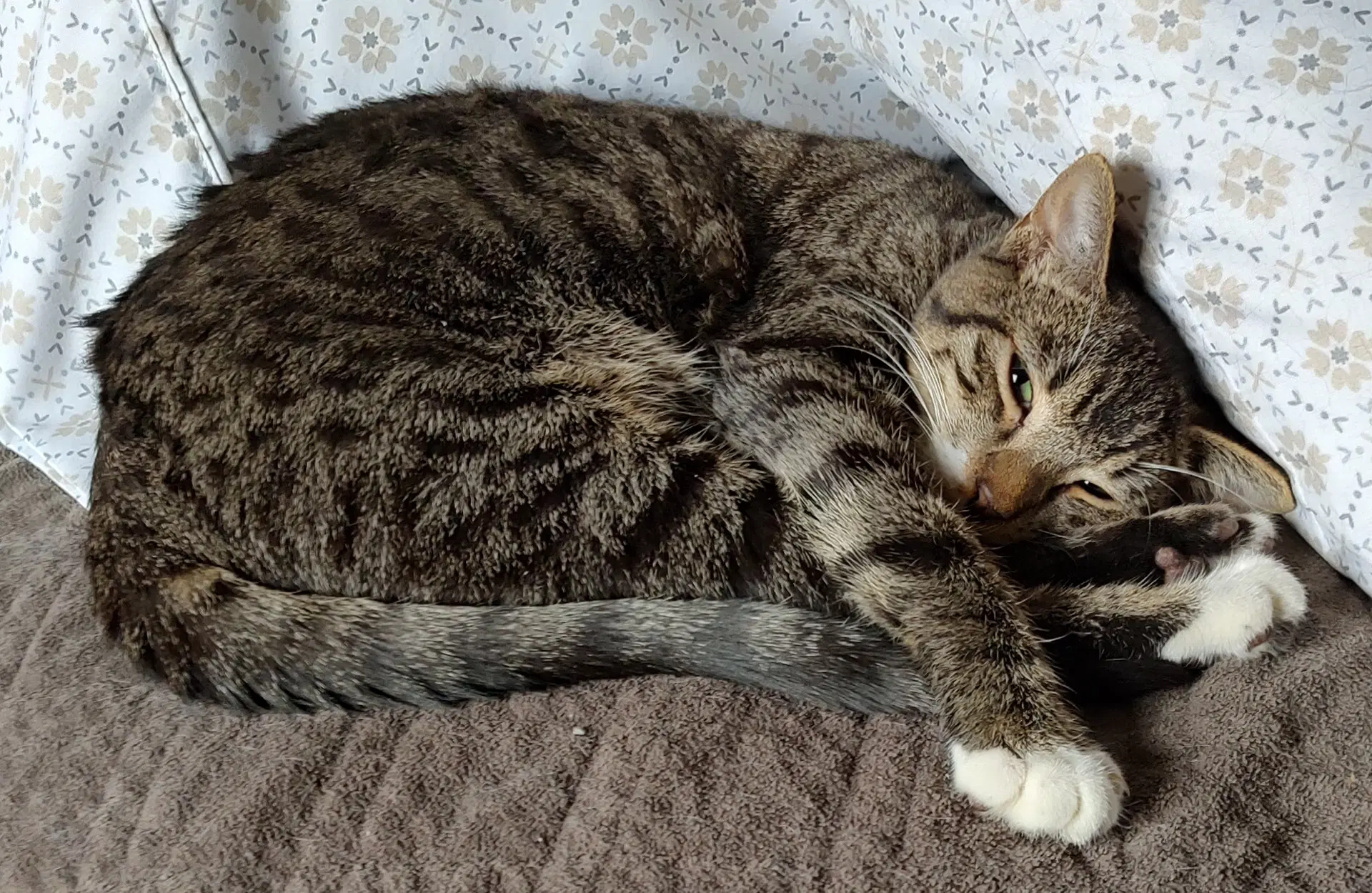 Lolock - Domestic Short Hair