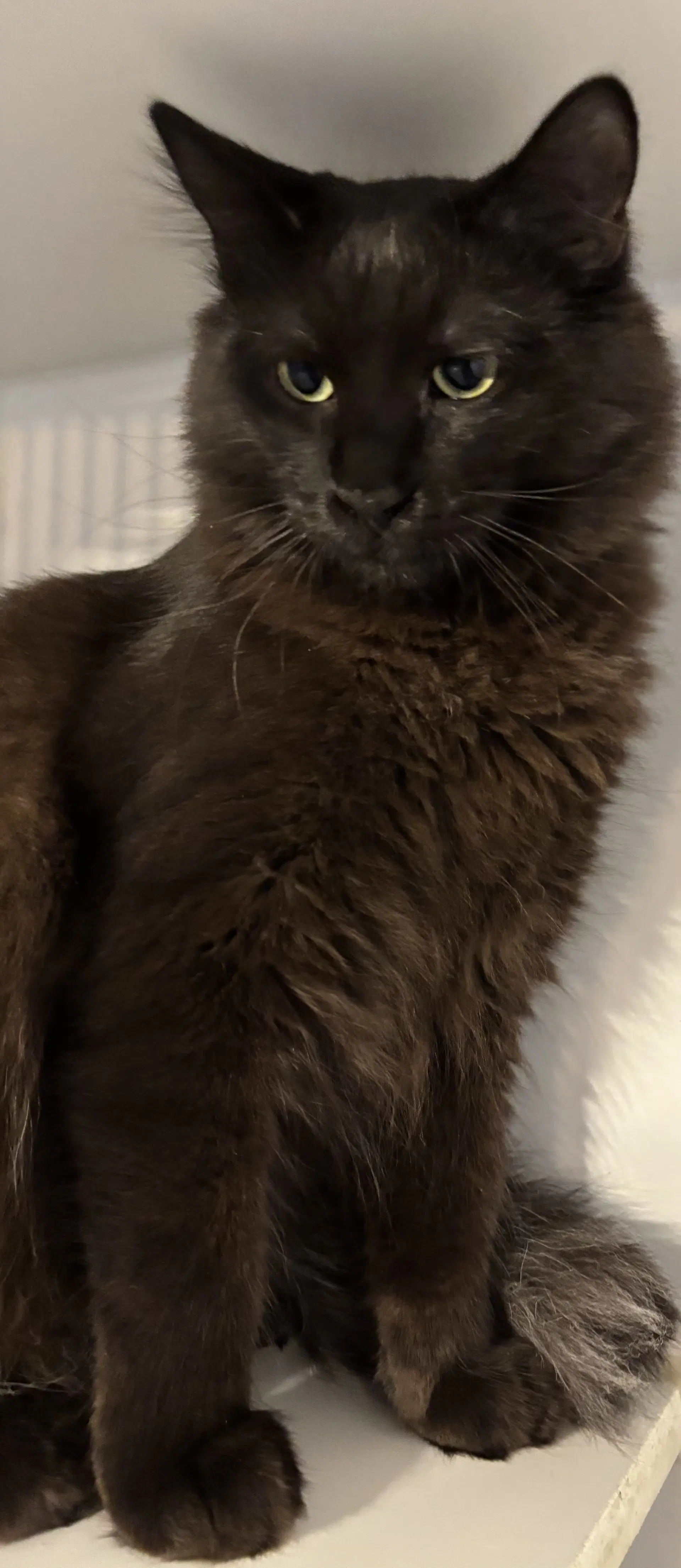 Ali - Domestic Medium Hair