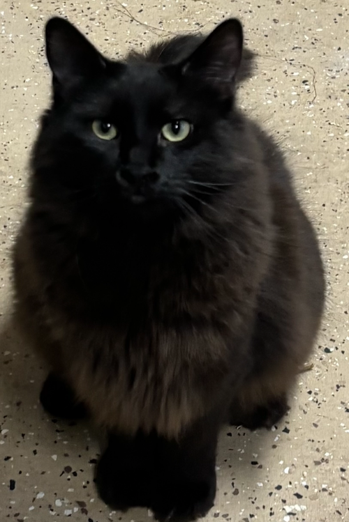 picture of the cat needing adoption