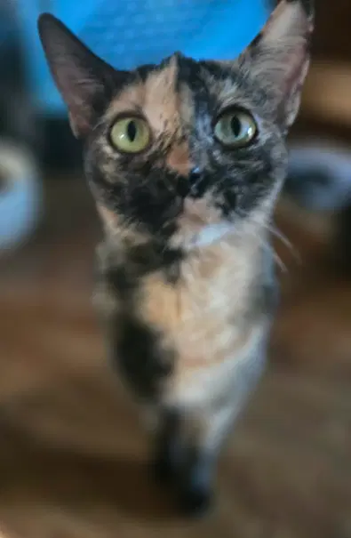 Fancy - Domestic Short Hair