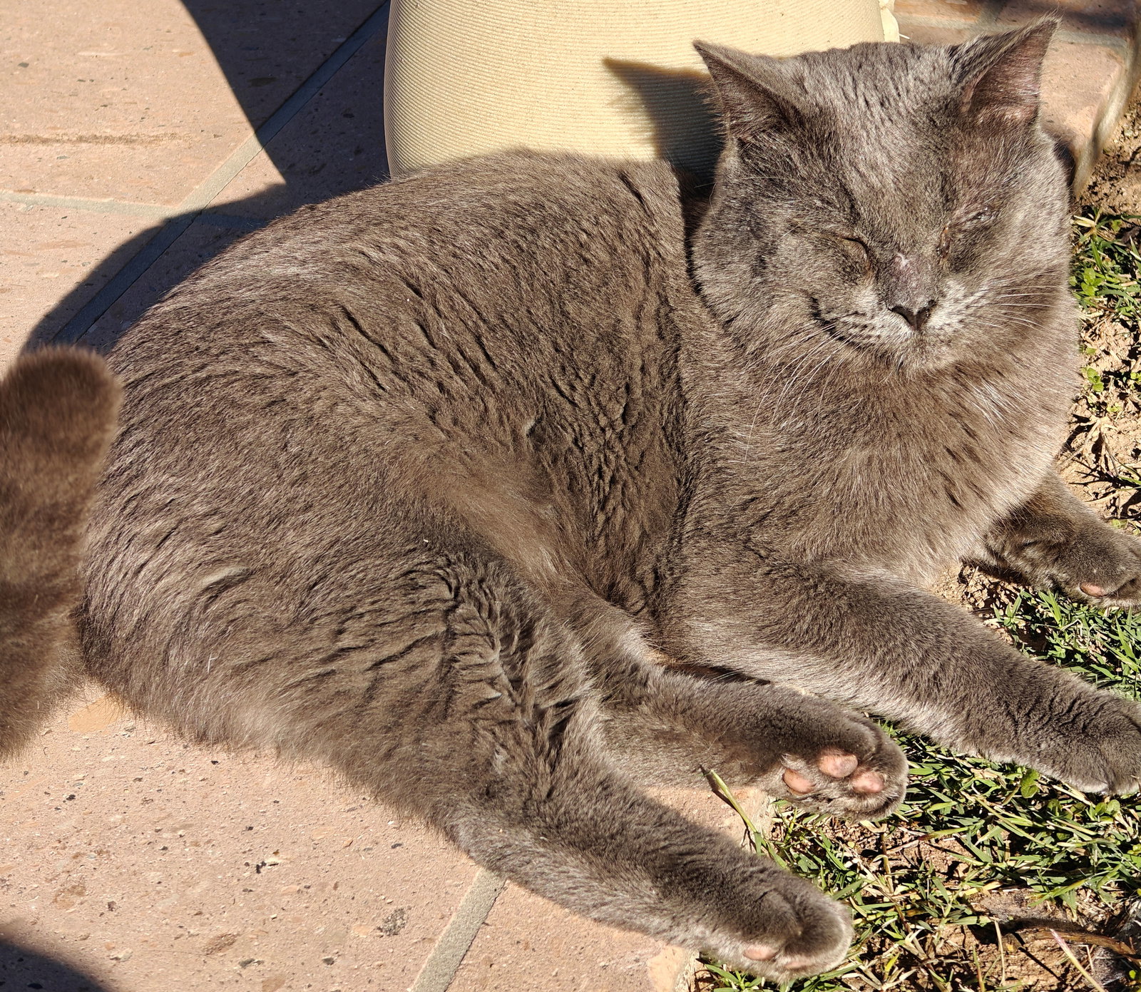 Toby - FIV+ Image
