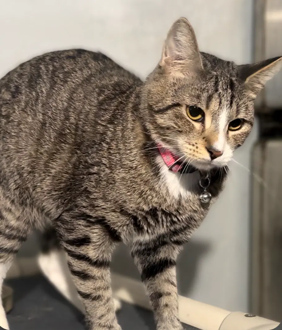 Socks - Domestic Short Hair