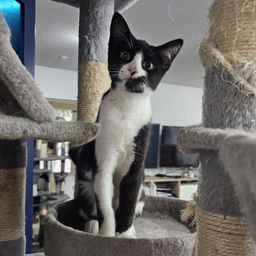 Tad, an adoptable Domestic Short Hair in No Physical Shelter, AZ