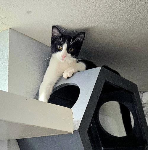 Sheldon, Young Domestic Short Hair / Mixed (short coat), cat for adoption in Apache Junction, Arizona