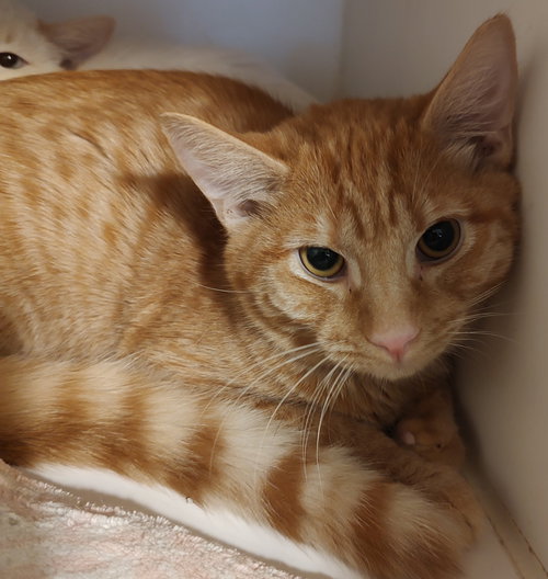 picture of the cat needing adoption