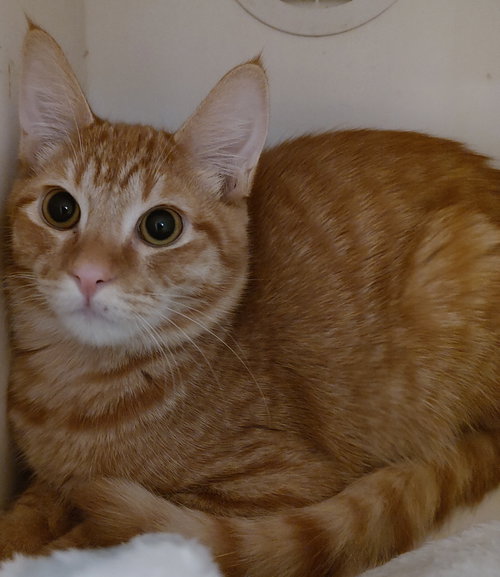 picture of the cat needing adoption