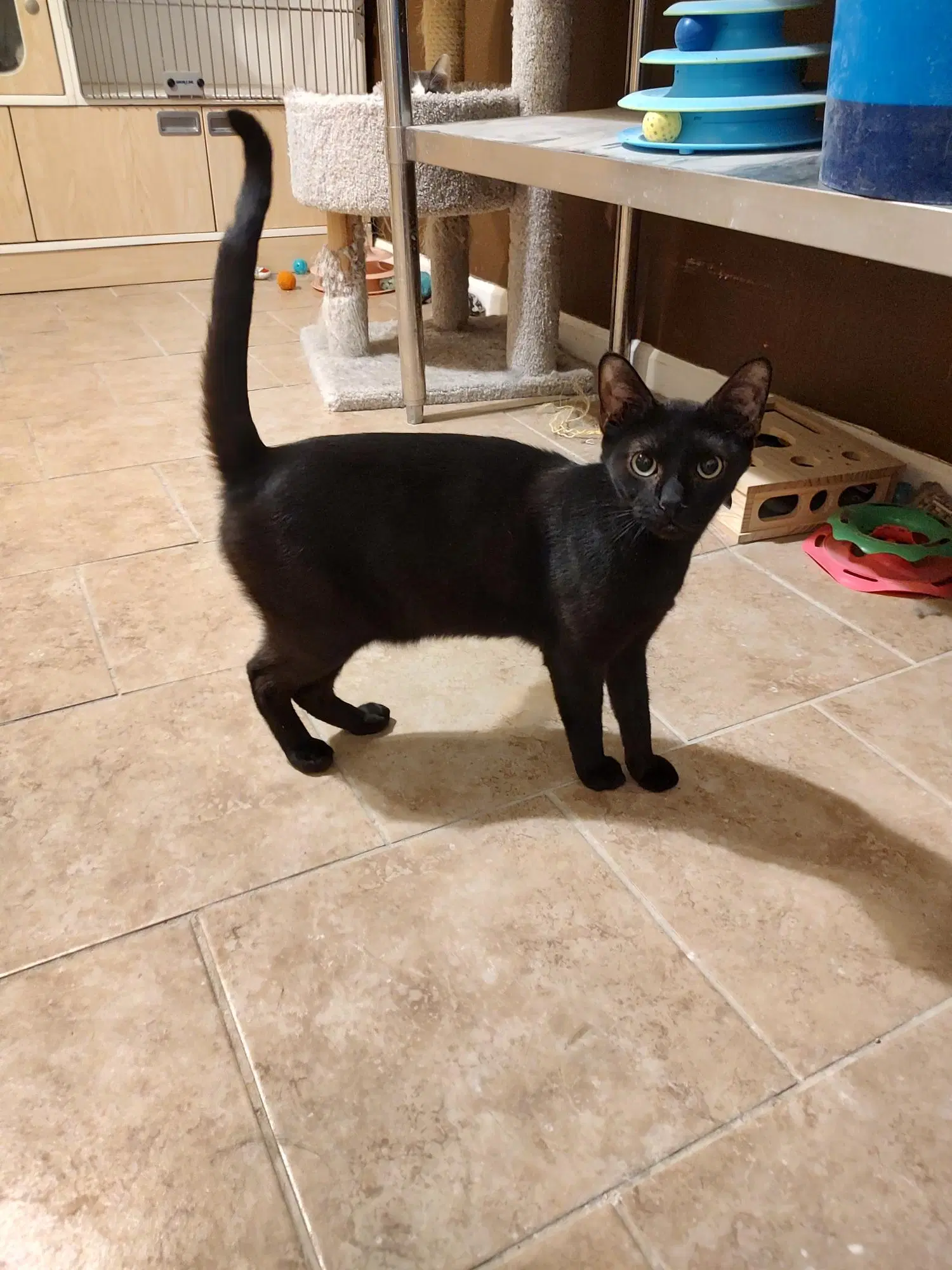 Void Felv - Domestic Short Hair