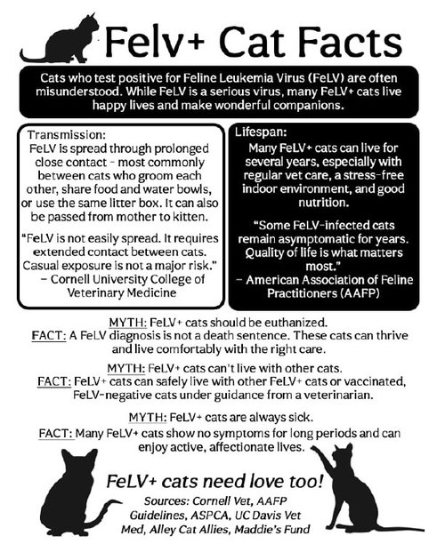 Photo 3 of Void *FELV+*