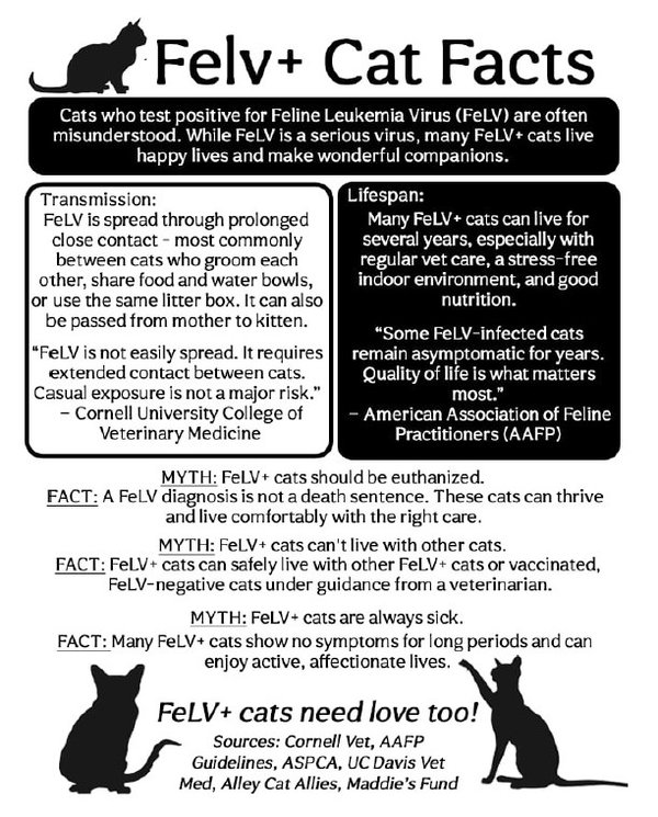 Void *FELV+*