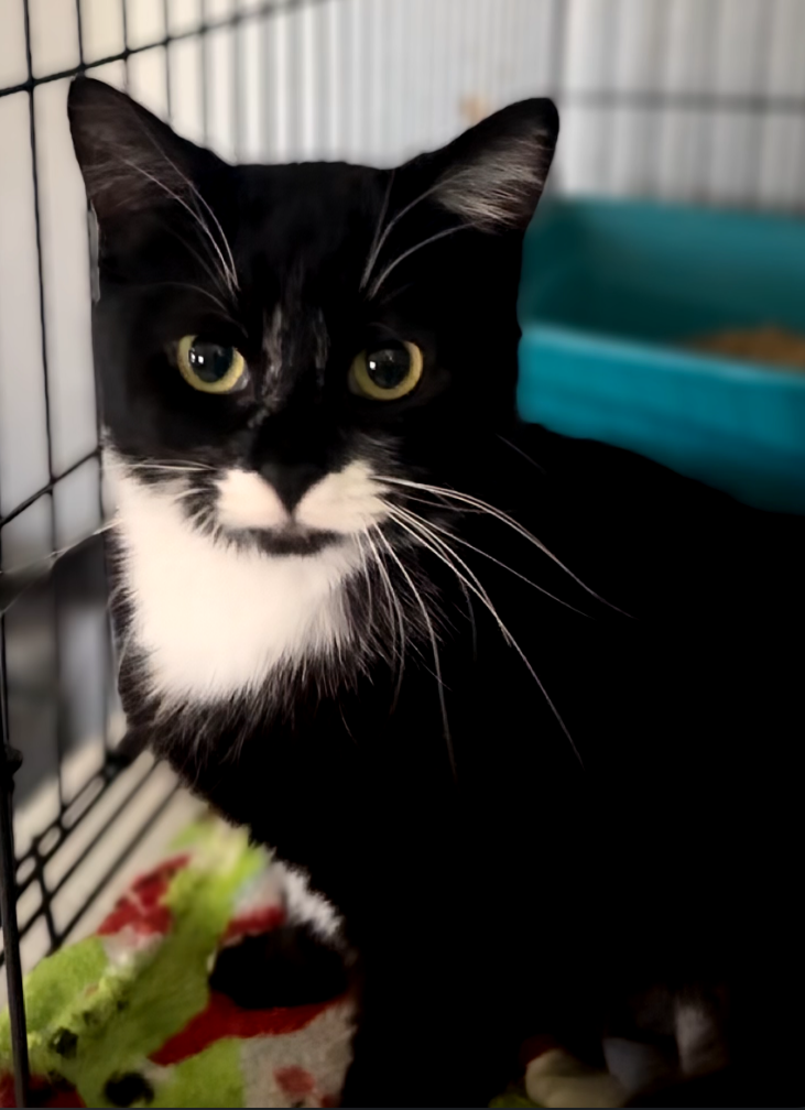 Clarabelle *FIV+* Image