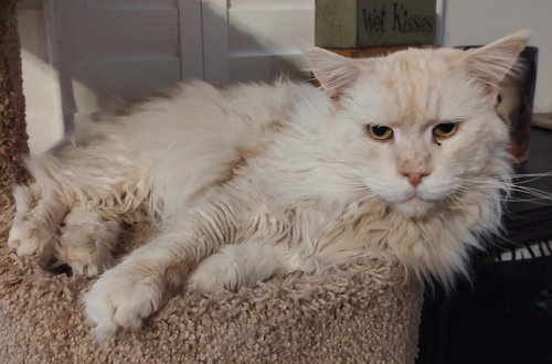 Captain Morgan, an adoptable Maine Coon in No Physical Shelter, AZ