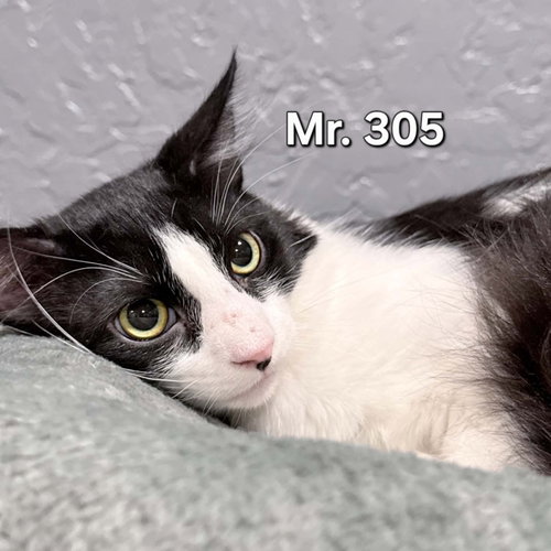 Mr. 305
