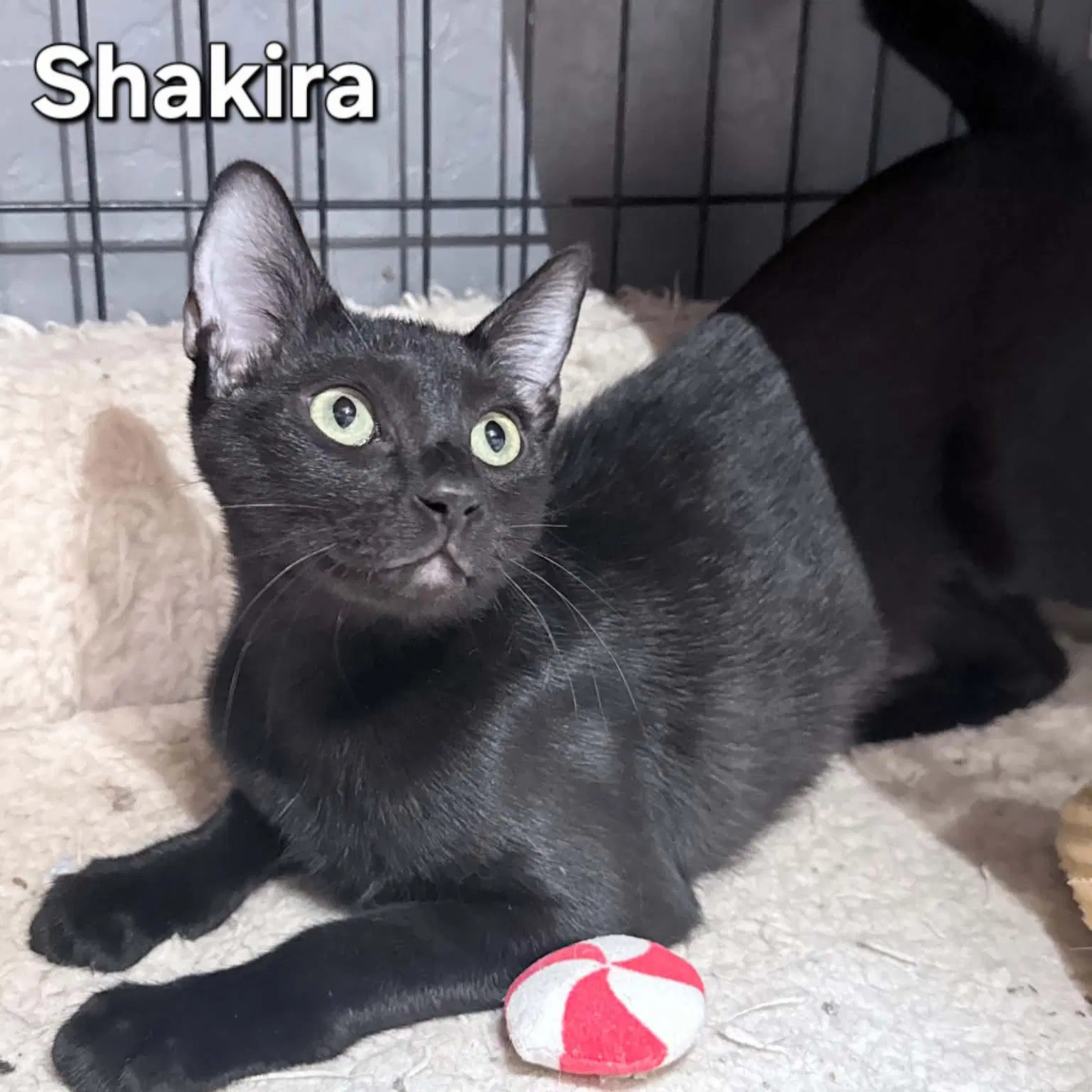 Shakira - Domestic Short Hair