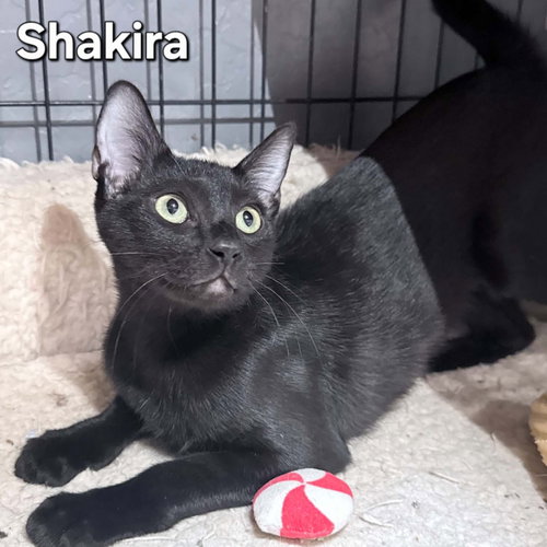 Shakira, a cat for adoption from Living The Dream Rescue