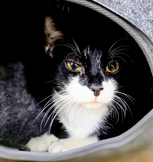 Ella, an adoptable Domestic Short Hair in No Physical Shelter, AZ