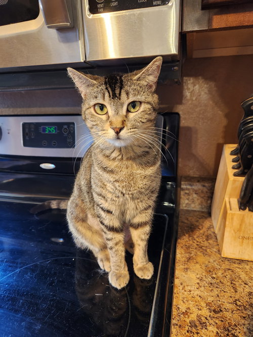VEYA - Domestic Short Hair available for adoption
