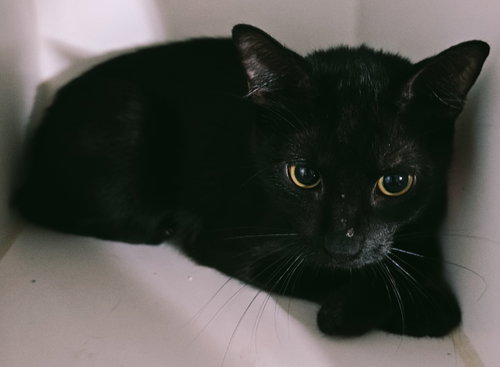 Reena, Young Domestic Short Hair / Mixed (short coat), cat for adoption in Buckeye, Arizona