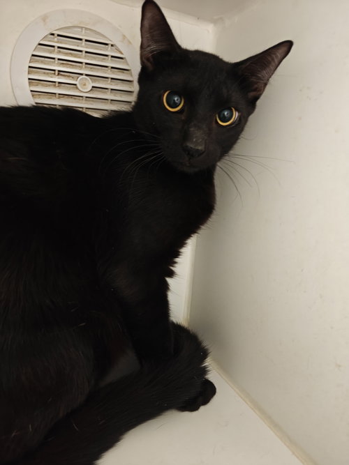 Harold, an adoptable Domestic Short Hair in No Physical Shelter, AZ
