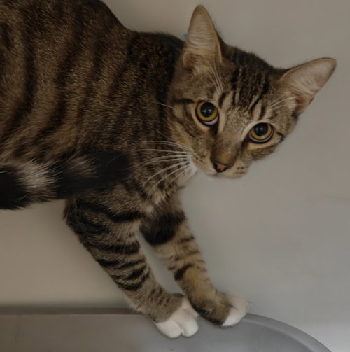 picture of the cat needing adoption