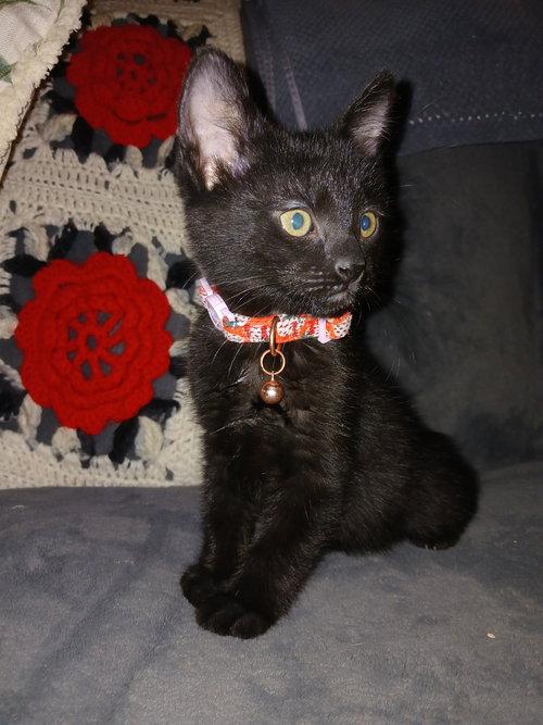 Ebony, an adoptable Domestic Short Hair in No Physical Shelter, AZ