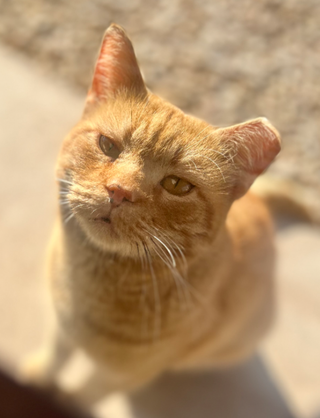 Orangey
