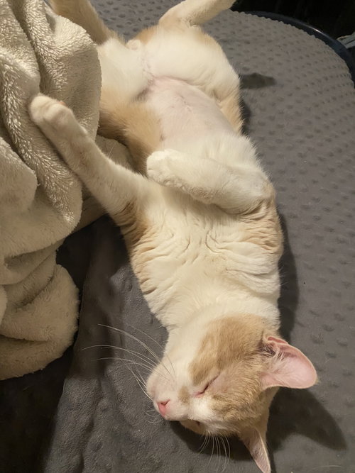 Photo 2 of Hobbes