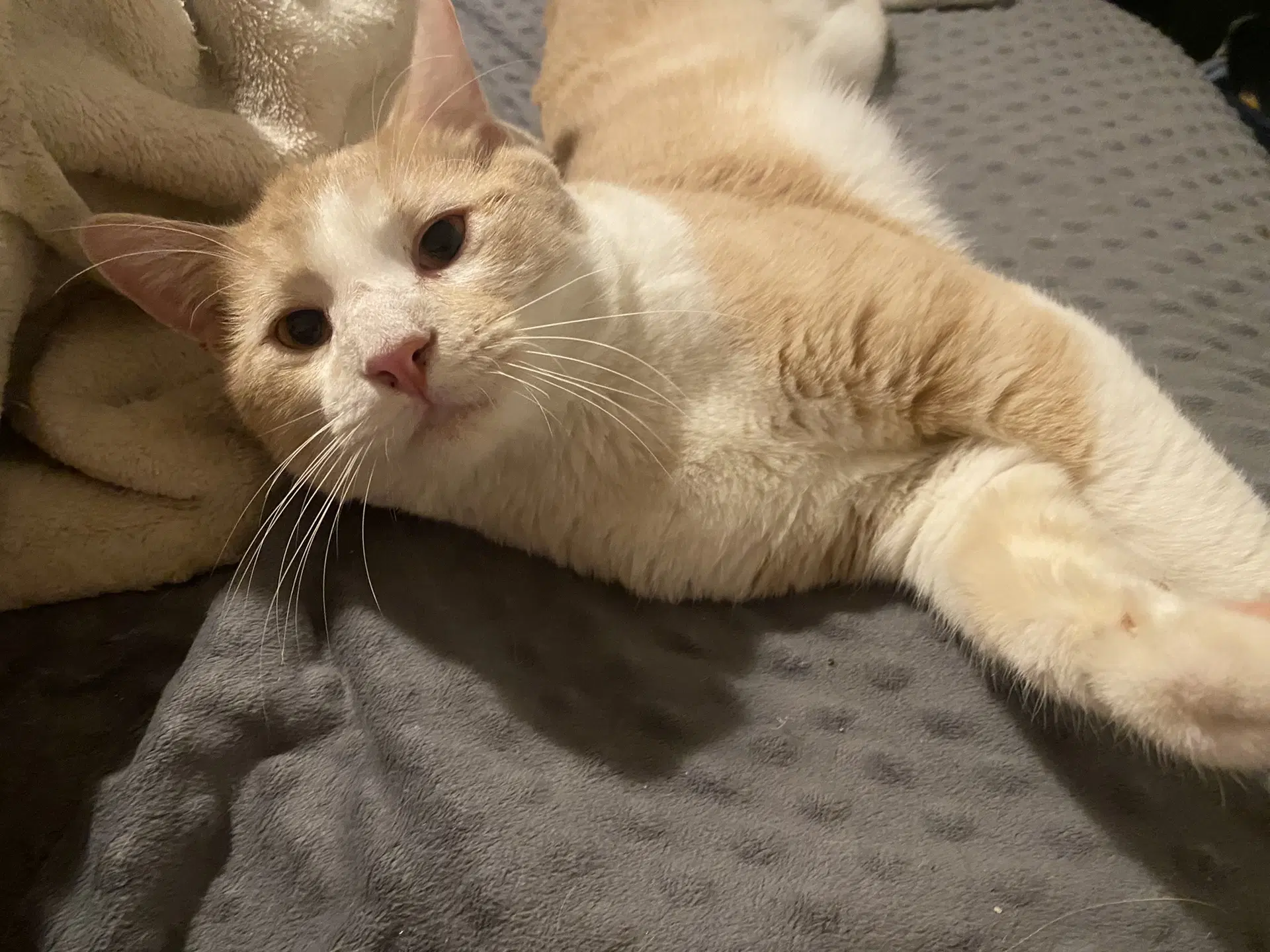 Hobbes - Domestic Short Hair
