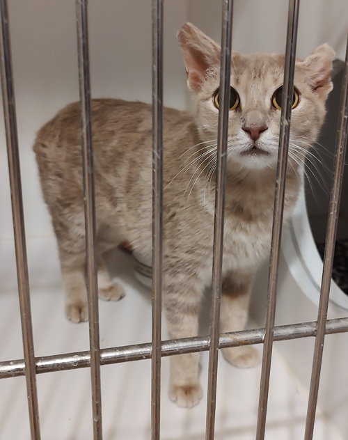 Romina, an adoptable Domestic Short Hair in No Physical Shelter, AZ