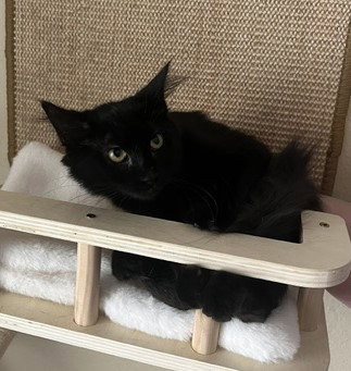 Toothless