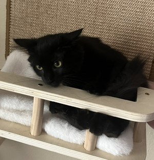 Toothless