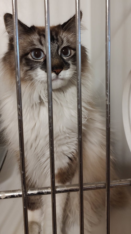 Jinx, an adoptable Manx in No Physical Shelter, AZ