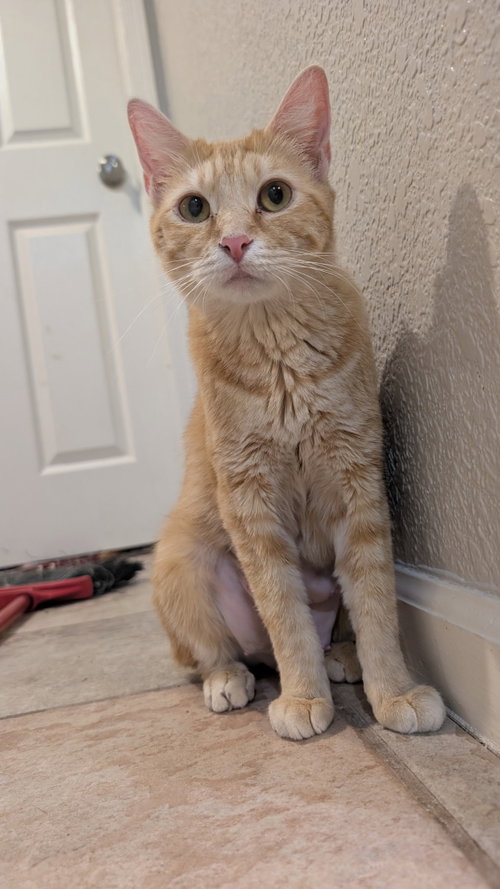 Flora, an adoptable Domestic Short Hair in No Physical Shelter, AZ
